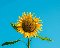 Мастер-класс «Лепка из холодного фарфора и японской полимерной глины»