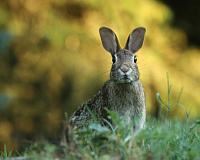 Цикл музейных занятий «Академия для малышей». Животные весной