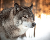 Цикл музейных занятий «Академия для малышей». Животные весной